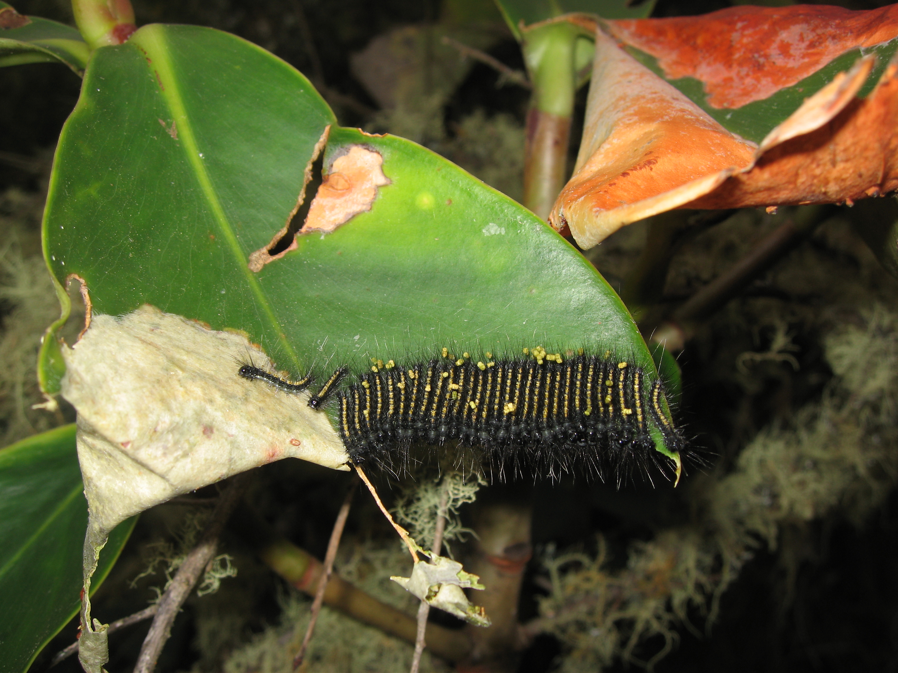4826 caterpillars