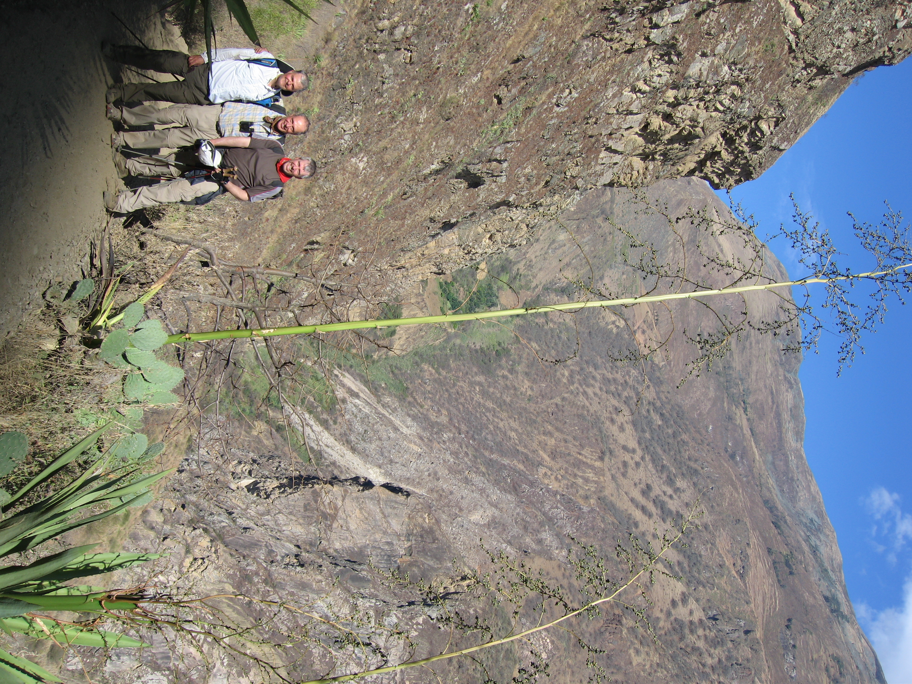 4875 M P C agave flo#10081
