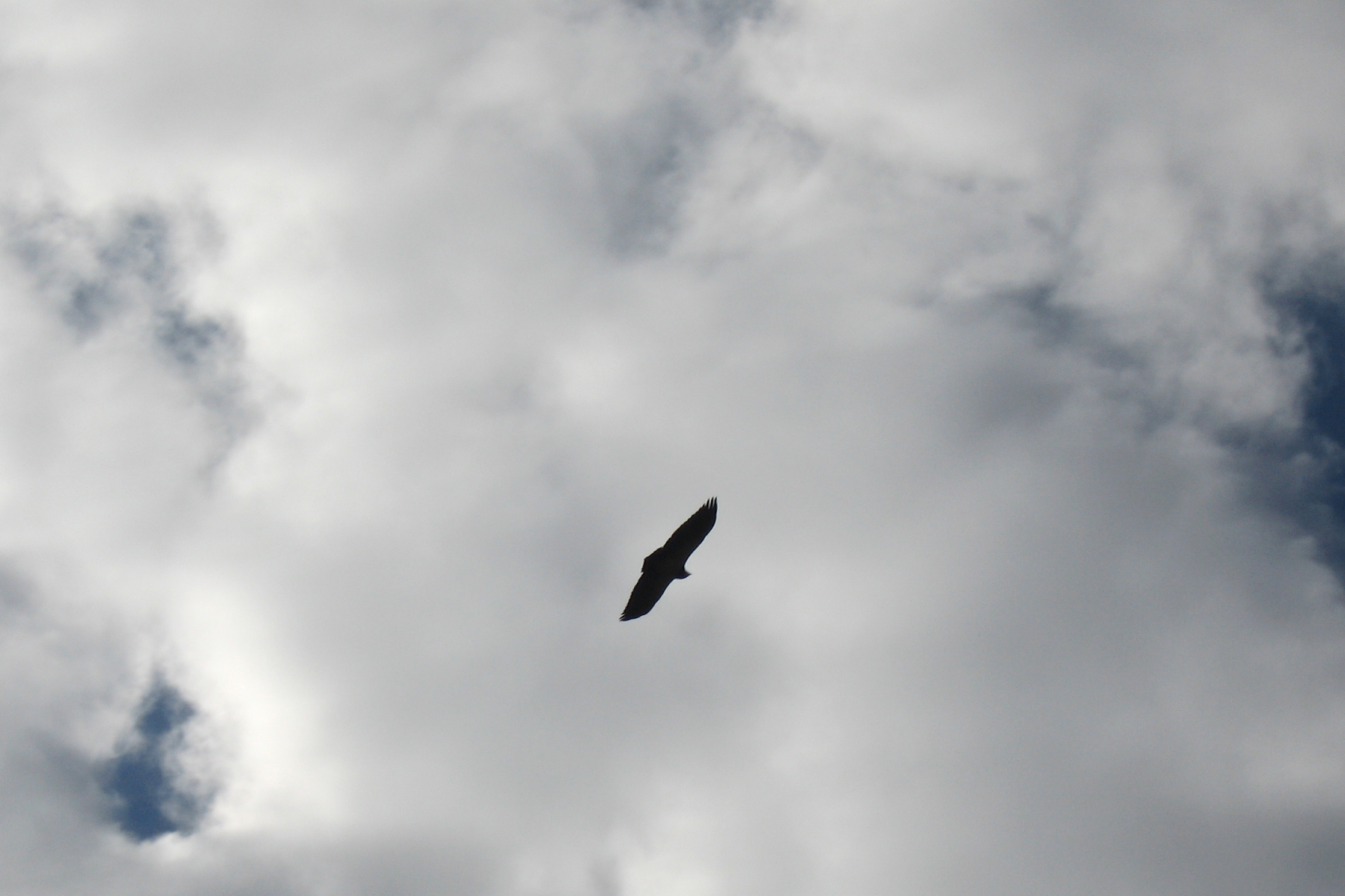 4909 condor