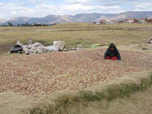 4597 sorting potatoes