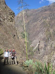 4875 M P C agave flo#10081