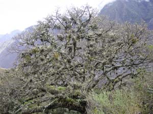 4898 tree of epiphytes