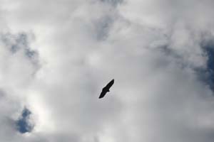 4909 condor